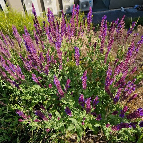 salvia-officinalis-2
