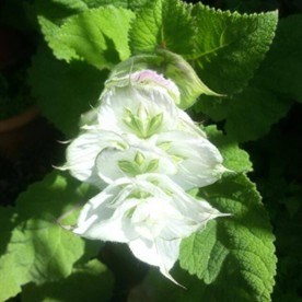 salvia-officinalis-5