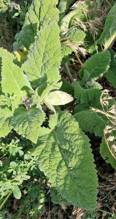 salvia-officinalis-6